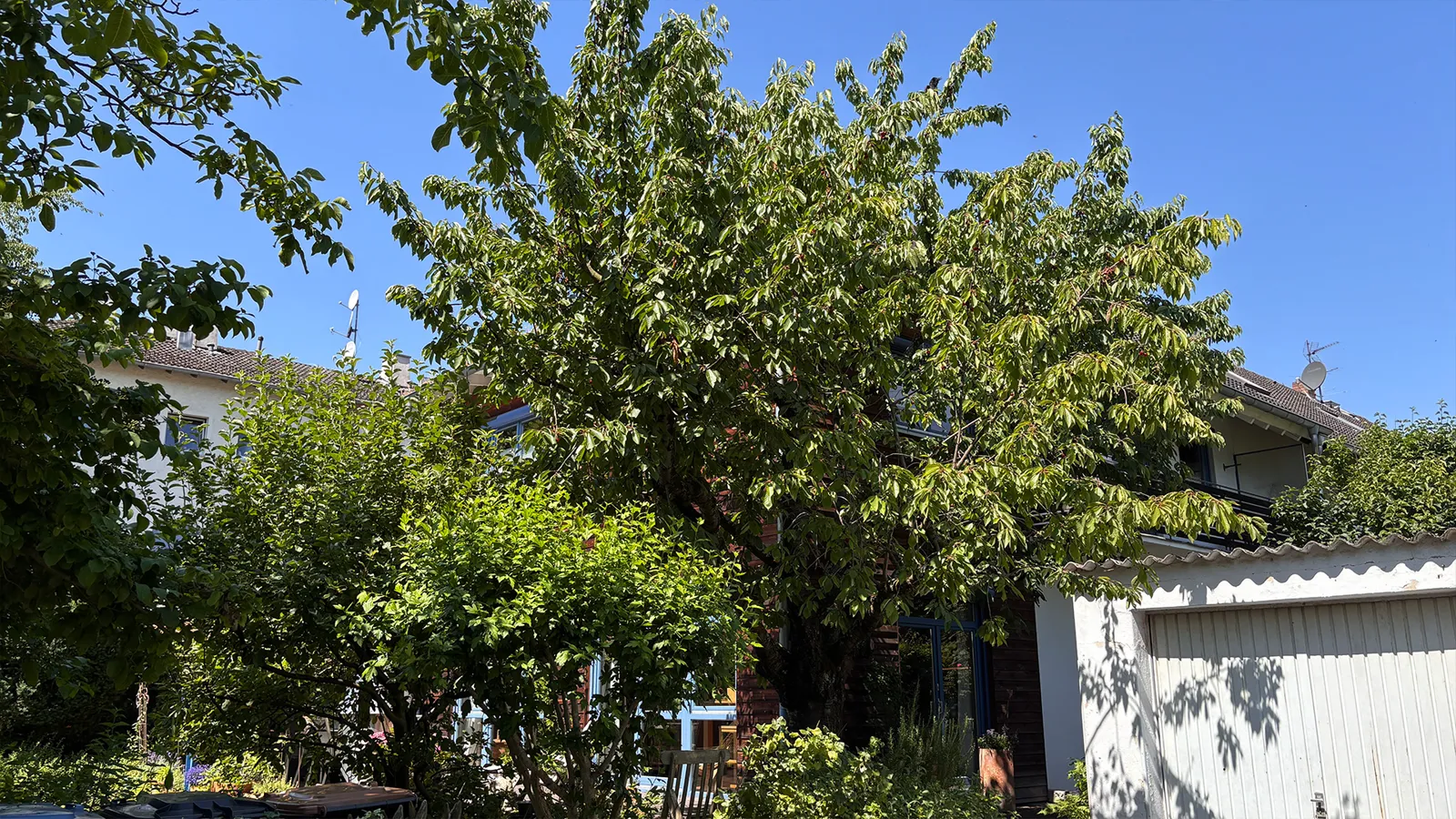 Objektfotografie — Gartenansicht mit Kirschbaum
